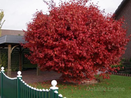 Клен остролистный RoyalRed